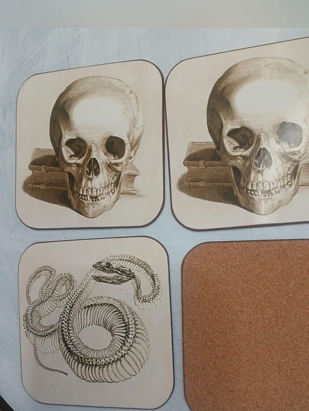 Williams-Sonoma Illustrated Coasters Sepia-Toned Artwork Anatomical Design